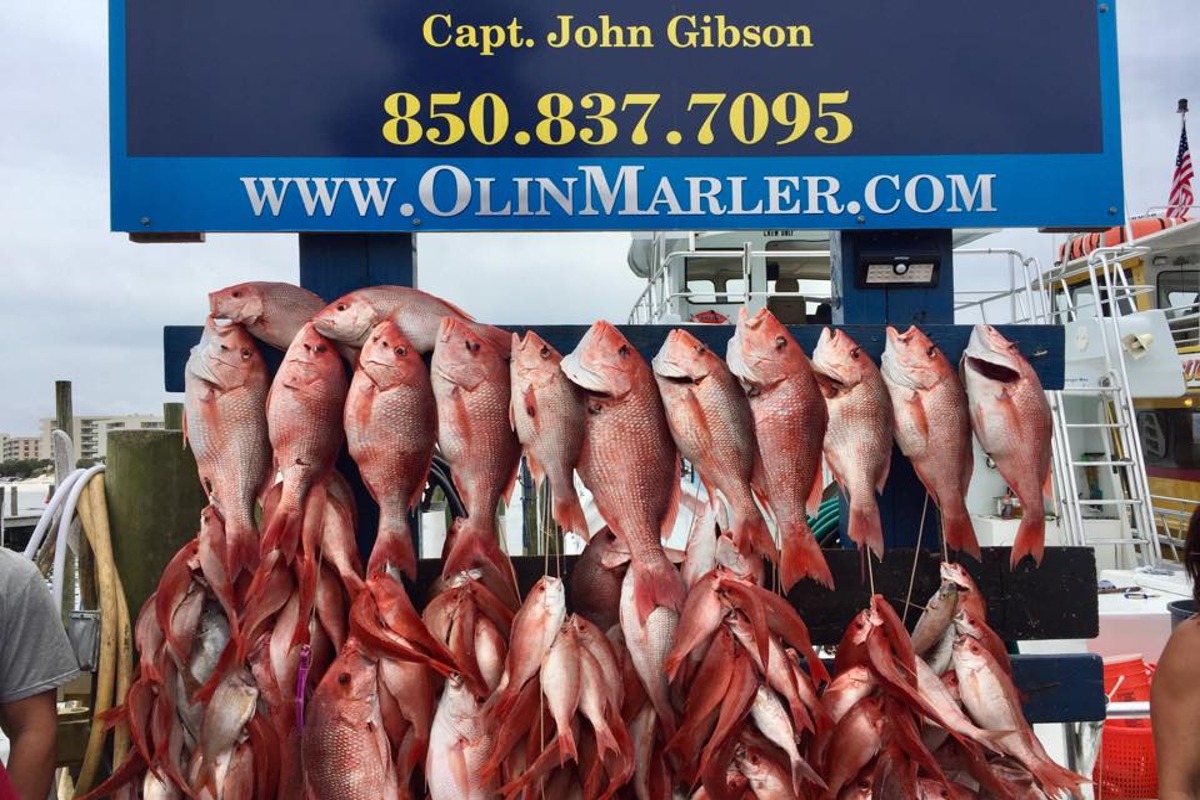 Things To Do Olin Marler's Dolphin Cruises & Fishing Charters