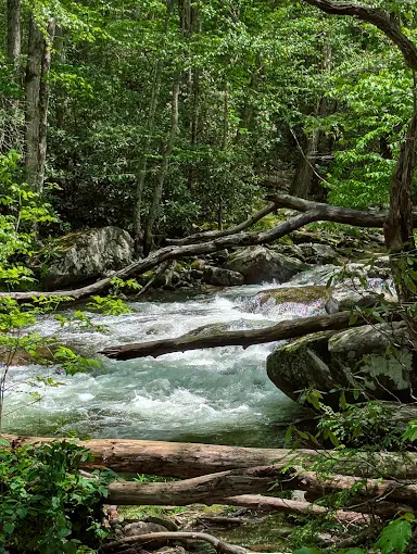 Things To Do Elkmont Nature Trail