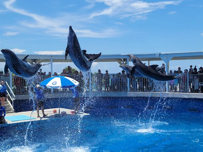 Things To Do Gulfarium Marine Adventure Park (Dolphin Experiences) – Okaloosa Island, FL